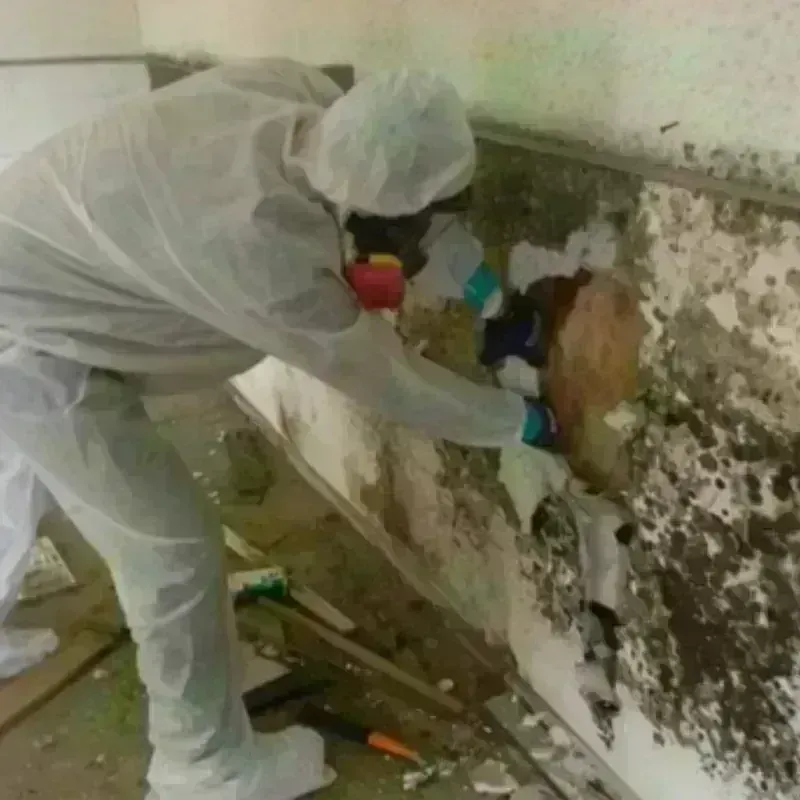 Mold Remediation and Removal in Keaau, HI